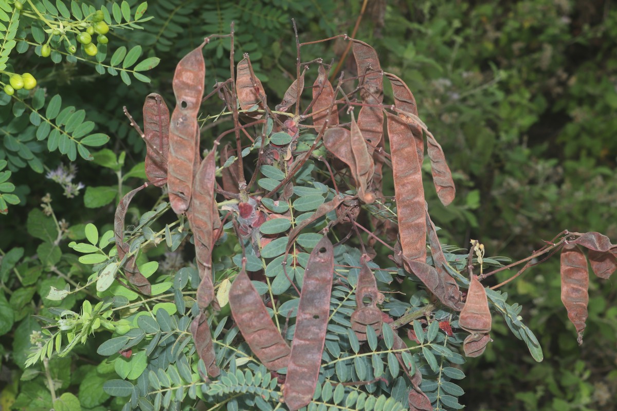 Senna auriculata (L.) Roxb.